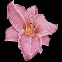 Buy canvas prints of Pink Lily by Victoria Copley