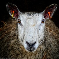 Buy canvas prints of Sheep by Victoria Copley
