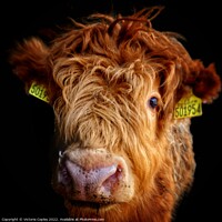 Buy canvas prints of Highland Cow Calf by Victoria Copley