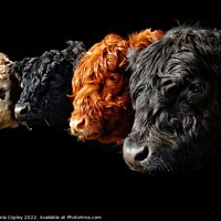 Buy canvas prints of A Collection of Cattle by Victoria Copley