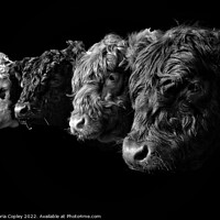 Buy canvas prints of A Collection of Cattle in Monochrome by Victoria Copley