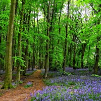 Buy canvas prints of Bluebell Wood by Victoria Copley