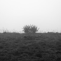 Buy canvas prints of A plant in the fog at Devils Dyke in Brighton by Chloe Rye