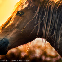 Buy canvas prints of Horse in a glowing sun  by Suzanne Halsall
