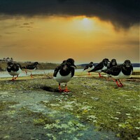 Buy canvas prints of The curious turnstones in Whitby by andrew copley