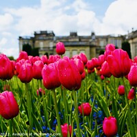 Buy canvas prints of Tulips at Lyme Park by andrew copley