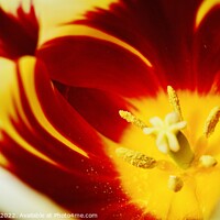 Buy canvas prints of The macro flower by andrew copley