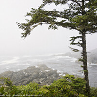 Buy canvas prints of Wild Pacific Trail in the Fog by Maria Janicki