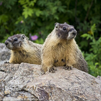 Buy canvas prints of Pair of Yellow-bellied Marmots in British Columbia by Maria Janicki