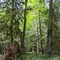 Buy canvas prints of Forests of Vancouver Island in Canada by Maria Janicki