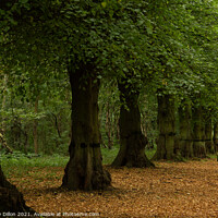 Buy canvas prints of Row of Trees by Anthony Dillon