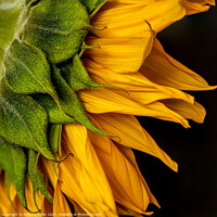 Buy canvas prints of Abstract Sunflower by Anthony Dillon