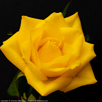 Buy canvas prints of Yellow Rose by Anthony Dillon