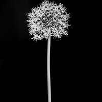 Buy canvas prints of Abstract Black and White Flower.  by Anthony Dillon