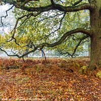 Buy canvas prints of Tree in Autumn Fog.  by Anthony Dillon