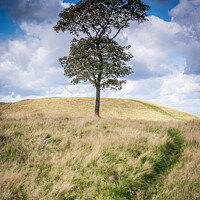 Buy canvas prints of Lonesome Tree.  by Anthony Dillon
