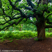 Buy canvas prints of Old but Majestic Tree by Anthony Dillon