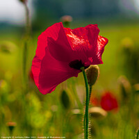 Buy canvas prints of Poppy In Flanders by Anthony Dillon