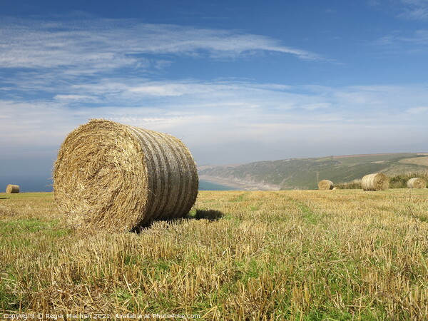 Golden Stubble and Hay Bales Picture Board by Roger Mechan