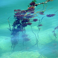 Buy canvas prints of Tranquil Seaweed Reef by Roger Mechan