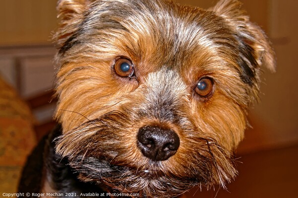 The Yorkshire Terrier Picture Board by Roger Mechan