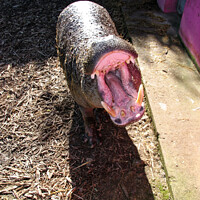 Buy canvas prints of Yawning Pigmy Hippopotamus by Roger Mechan
