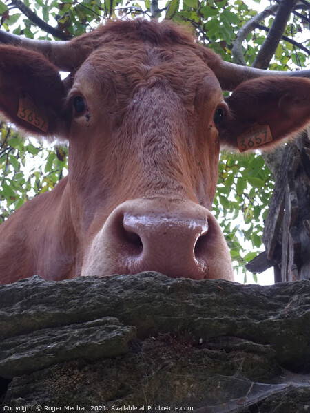 Inquisitive Bovine Beauty Picture Board by Roger Mechan