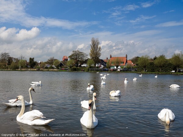 Serene Swans on Thorpeness Meare Picture Board by Roger Mechan