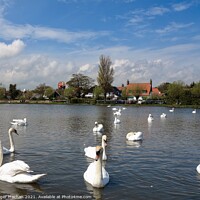Buy canvas prints of Serene Swans on Thorpeness Meare by Roger Mechan