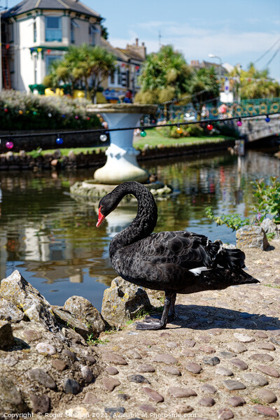 Enchanting Black Swan in Dawlish, Devon Picture Board by Roger Mechan