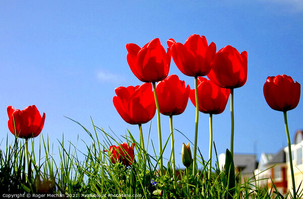 Blooming Red Tulips Picture Board by Roger Mechan