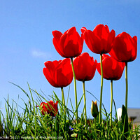 Buy canvas prints of Blooming Red Tulips by Roger Mechan