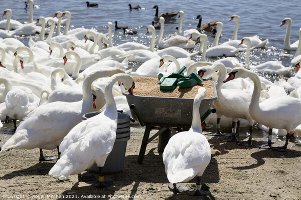 Graceful Swans Feast Picture Board by Roger Mechan