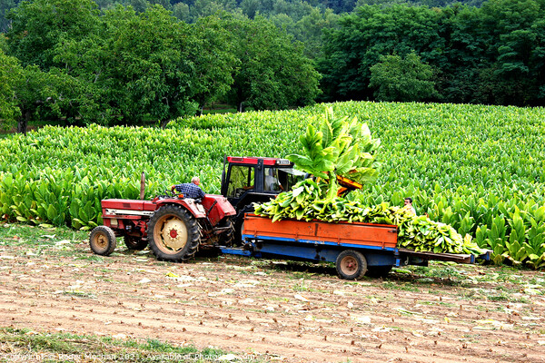 Tobacco Harvest in Dordogne Picture Board by Roger Mechan