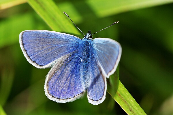 Elegant Blue Butterfly Picture Board by Roger Mechan