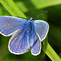 Buy canvas prints of Elegant Blue Butterfly by Roger Mechan