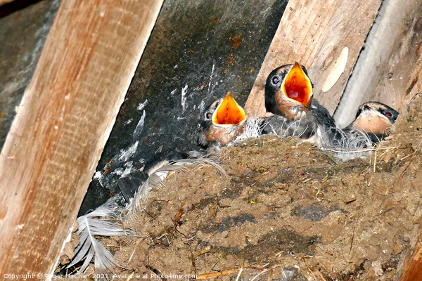 Hungry Swallows in a Rustic Mud Nest Picture Board by Roger Mechan