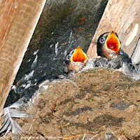 Buy canvas prints of Hungry Swallows in a Rustic Mud Nest by Roger Mechan