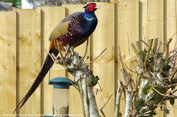 Regal Pheasant Perched in Natural Habitat Picture Board by Roger Mechan