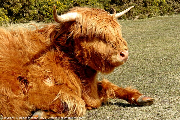 Peaceful Highland Cow in Dartmoor Picture Board by Roger Mechan