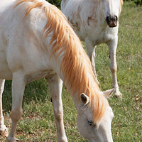 Buy canvas prints of Graceful White Horses Grazing by Roger Mechan