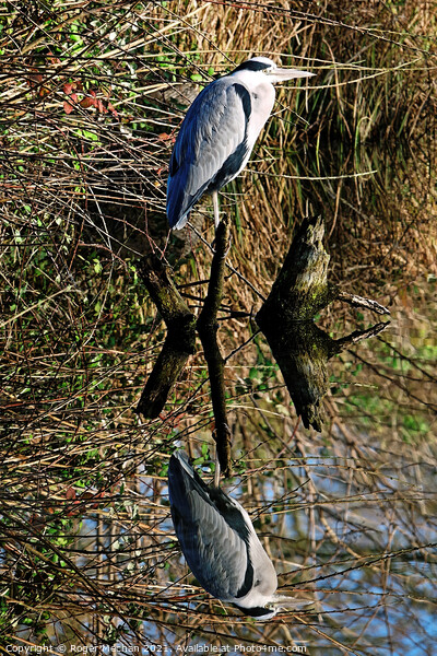 Grey Heron's Graceful Reflection Picture Board by Roger Mechan