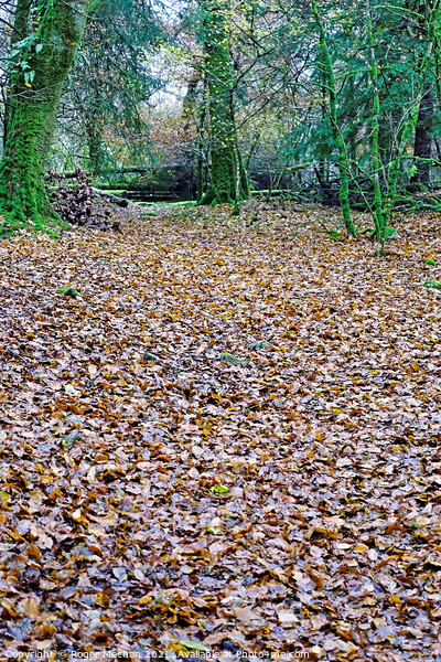 Autumn's Golden Carpet Picture Board by Roger Mechan