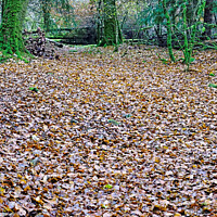 Buy canvas prints of Autumn's Golden Carpet by Roger Mechan