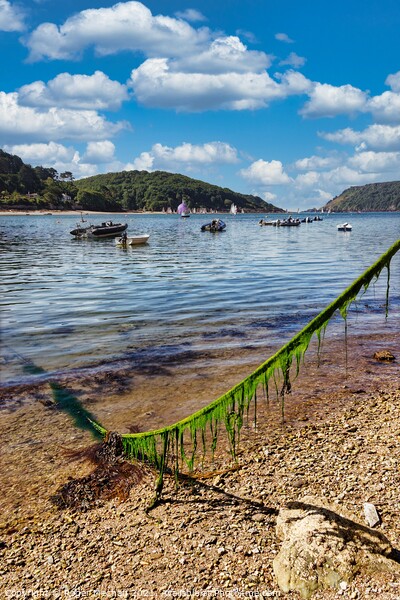 Serenity at Salcombe Picture Board by Roger Mechan