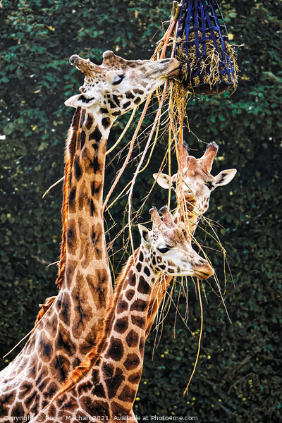 Graceful Giraffes Eating  Picture Board by Roger Mechan
