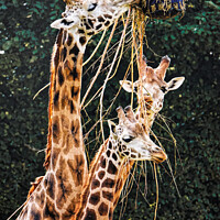 Buy canvas prints of Graceful Giraffes Eating  by Roger Mechan