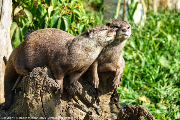 Affectionate Asian Otters Picture Board by Roger Mechan