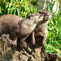 Buy canvas prints of Affectionate Asian Otters by Roger Mechan