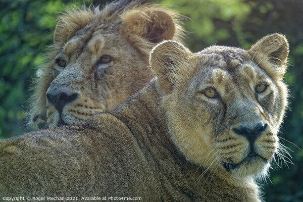Regal Lioness and her Companion Picture Board by Roger Mechan